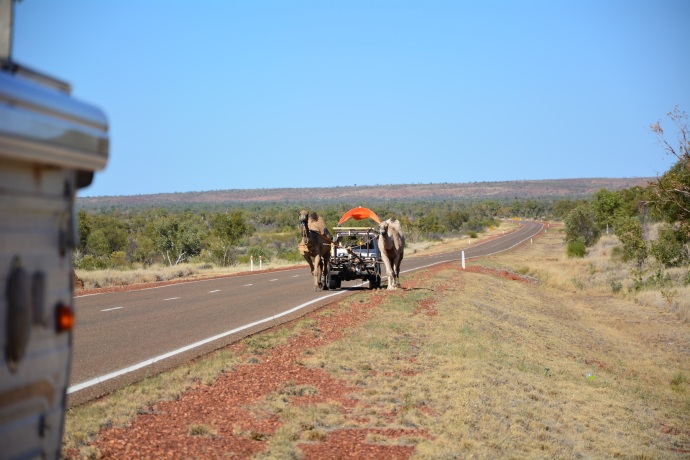 Camels towing a ute on the Stuart Highway today