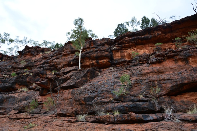 Toby Spotted the rare black footed rock wallaby.... can you see it? It's right there... see....