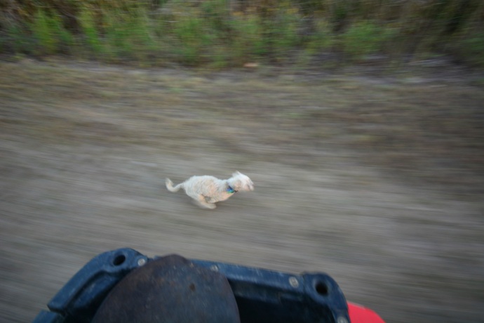 Jerry racing the four wheeler - he loves the farm life!