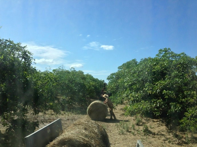 Rolling hay bales out