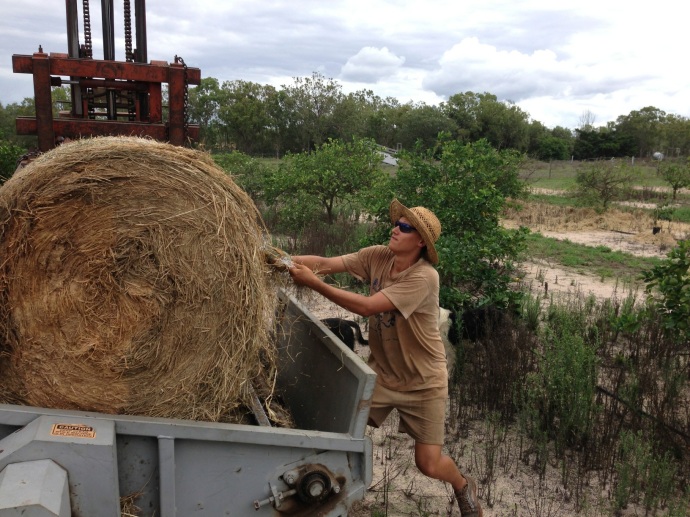 Malte hard at work pulling the string off the bales