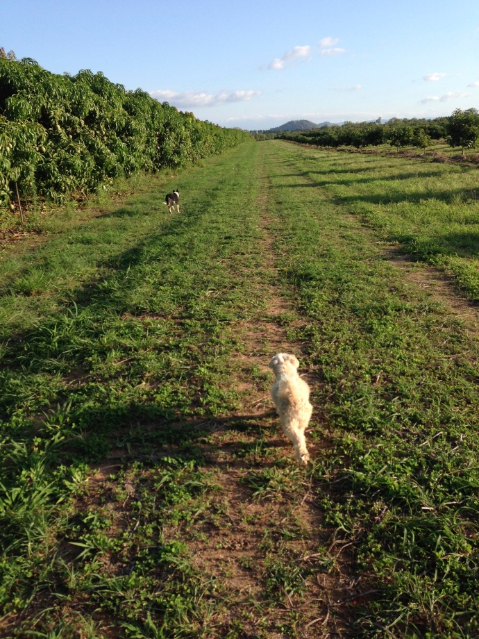Afternoon walk around the orchard with the dogs.