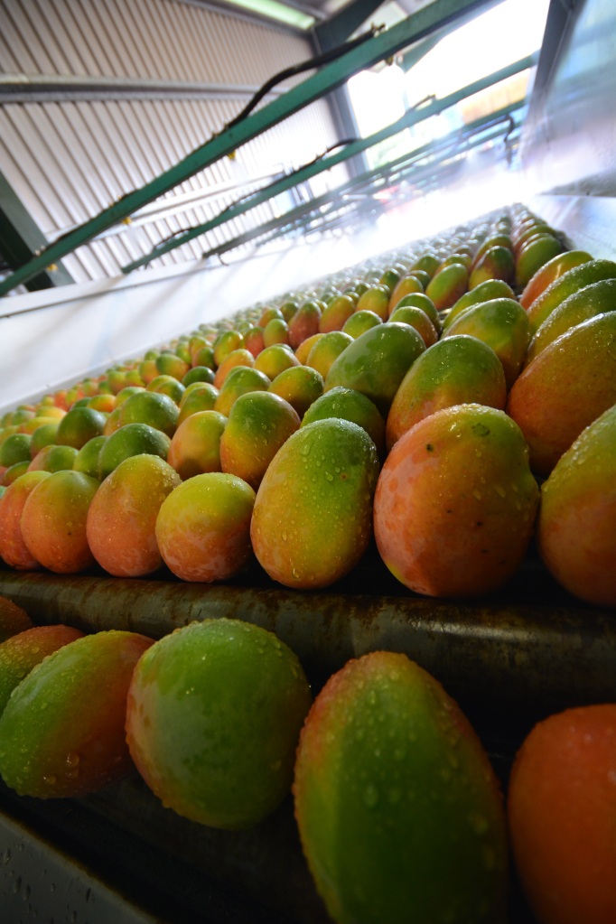 View of mangoes from the top of the desapper