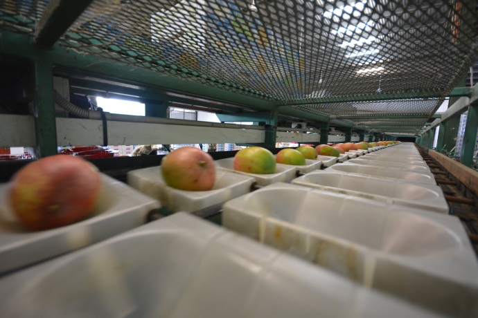 Mangoes getting weighed and sorted by size on the grading line.