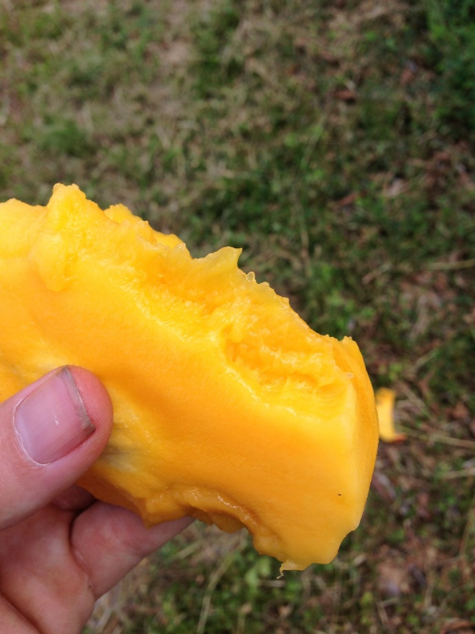 Mangos for lunch and dinner and in between too!